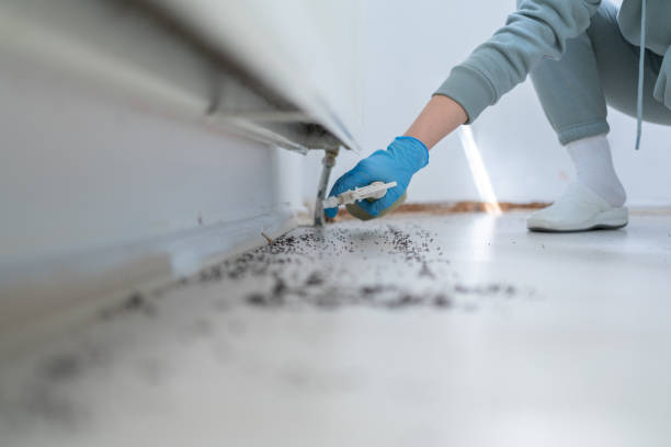 Best Flea Control Services  in Yorktown Heights, NY